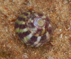 Steromphala umbilicalis