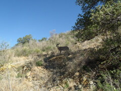 Odocoileus virginianus carminis