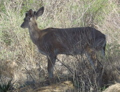 Odocoileus virginianus carminis