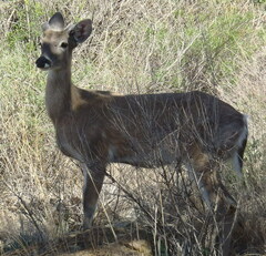 Odocoileus virginianus carminis