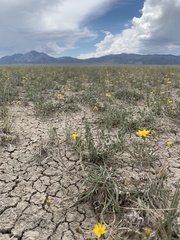 Pyrrocoma lanceolata