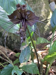 Tacca