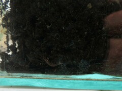 Lithobius forficatus