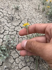 Pyrrocoma lanceolata