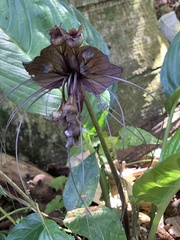 Tacca