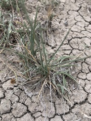 Pyrrocoma lanceolata