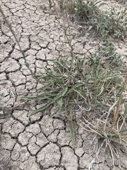 Pyrrocoma lanceolata