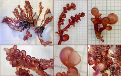 Botryocladia botryoides