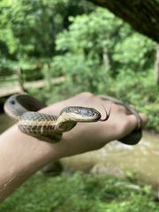 Regina septemvittata