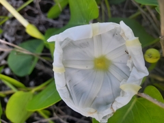 Ipomoea violacea