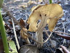 Helvella crispa