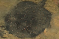 Potamotrygon motoro