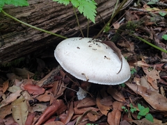 Agaricus moelleri