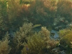 Halichoeres brownfieldi