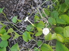 Ipomoea violacea