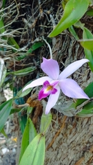 Laelia anceps