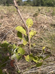 Geobalanus oblongifolius