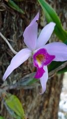 Laelia anceps