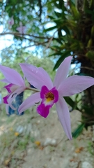 Laelia anceps