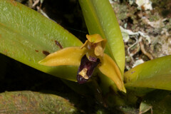 Maxillaria superflua