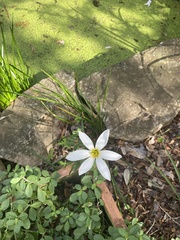 Zephyranthes simpsonii