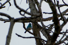 Dacnis lineata