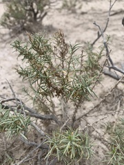 Ericameria albida