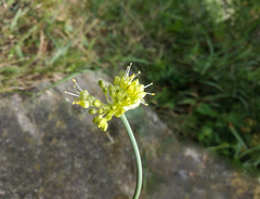 Allium obliquum