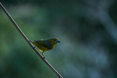 Euphonia chrysopasta