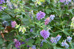 Vicia amurensis
