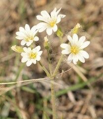 Cerastium arvense