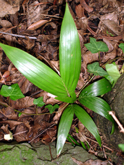 Howea belmoreana