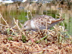 Calidris minuta