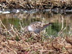 Calidris minuta