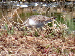 Calidris minuta
