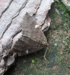 Larentia malvata