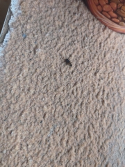 Coccinellinae