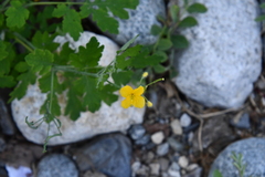 Chelidonium asiaticum