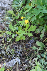 Chelidonium asiaticum