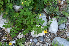 Chelidonium asiaticum