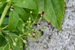 Scrophularia grayana