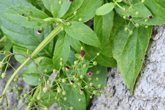 Scrophularia grayana