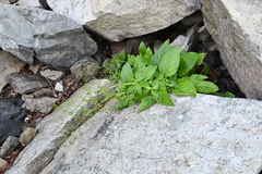 Scrophularia grayana