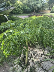 Amorphophallus