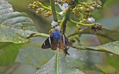 Astraptes
