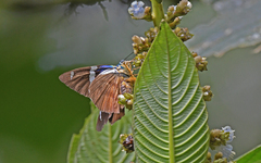 Astraptes