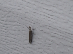 Pleurota aristella