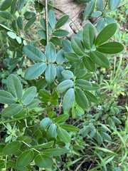 Senna pendula
