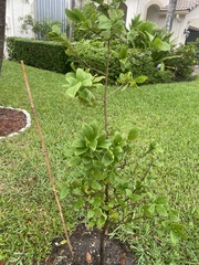 Malpighia emarginata