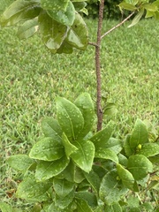 Malpighia emarginata
